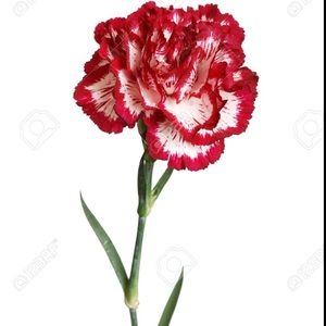 Meet your Posher, Meg